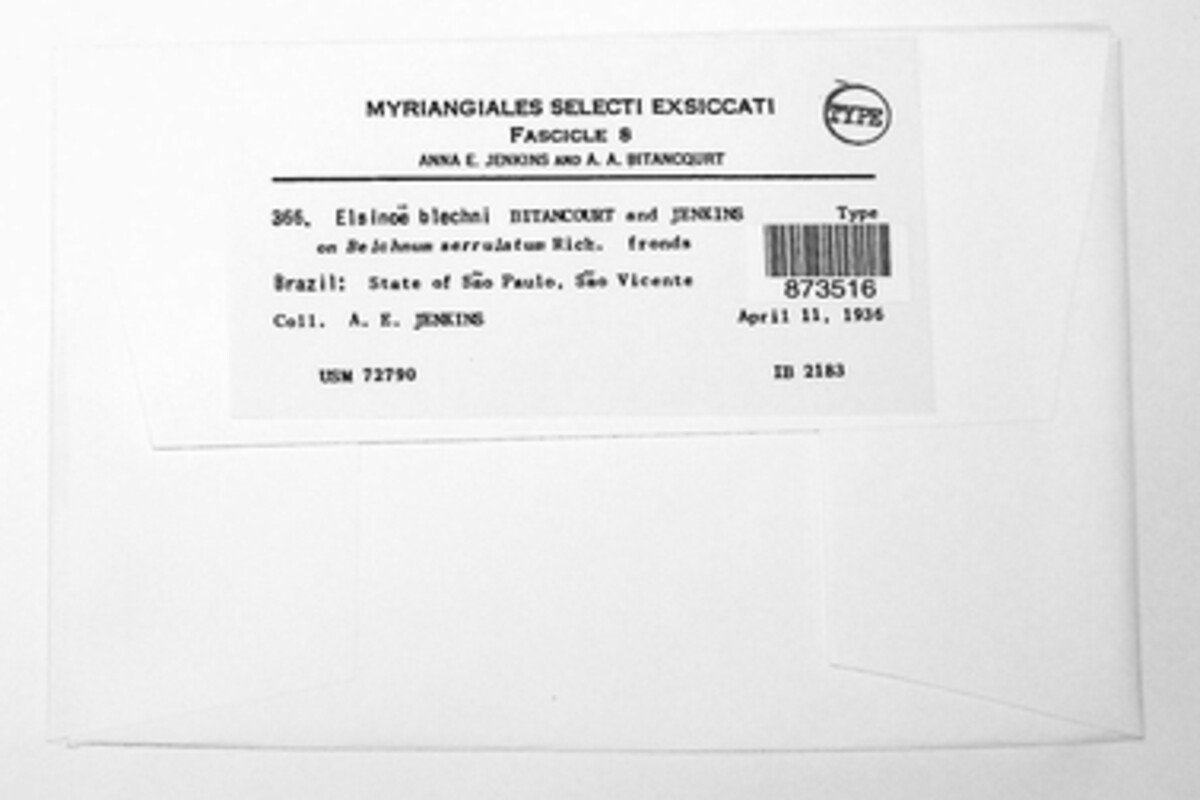 Elsinoe blechni image